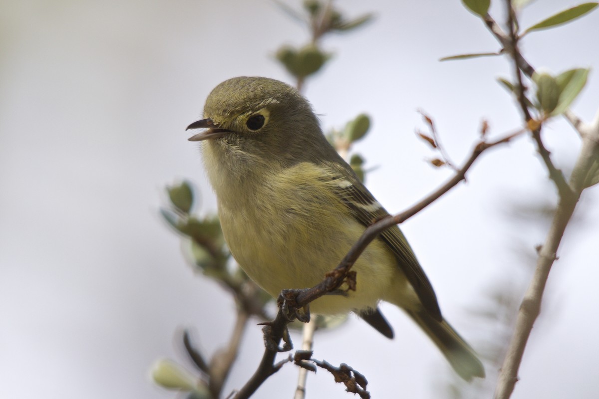 Hutton's Vireo - ML90223101