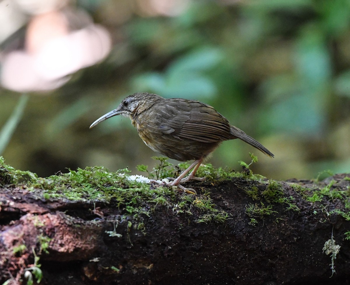 Short-tailed Scimitar-Babbler - jimmy Yao