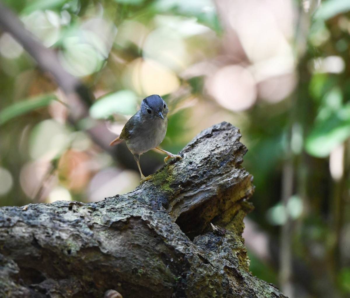 Mountain Fulvetta - ML90223791