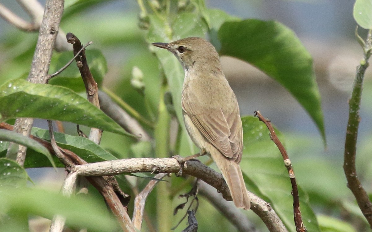 Blyth's Reed Warbler - Rahul  Singh