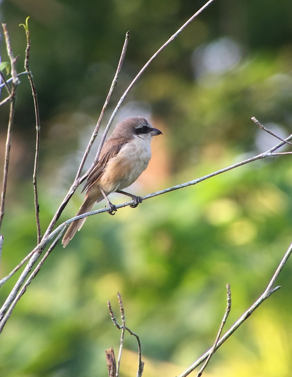 Brown Shrike - Martin Kennewell