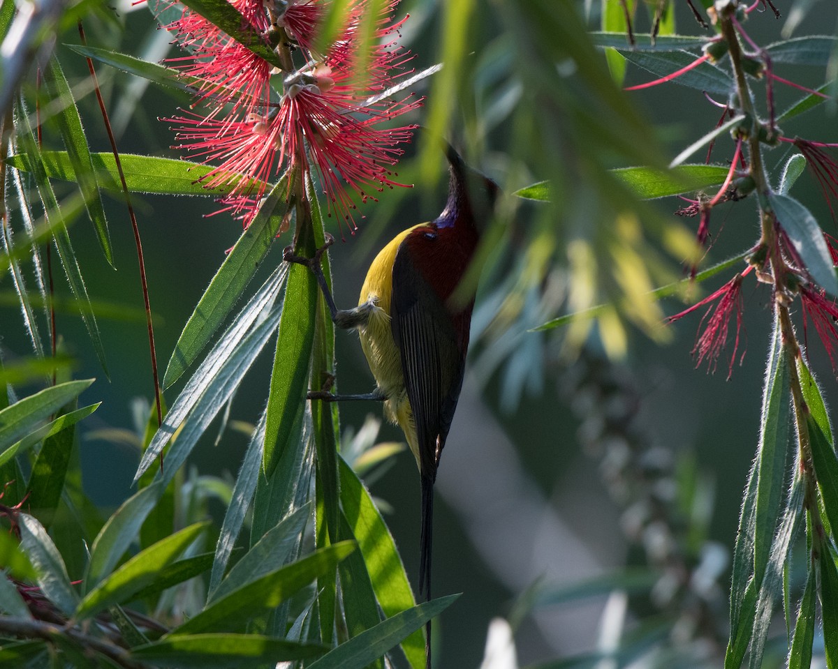 Mrs. Gould's Sunbird - ML90224591