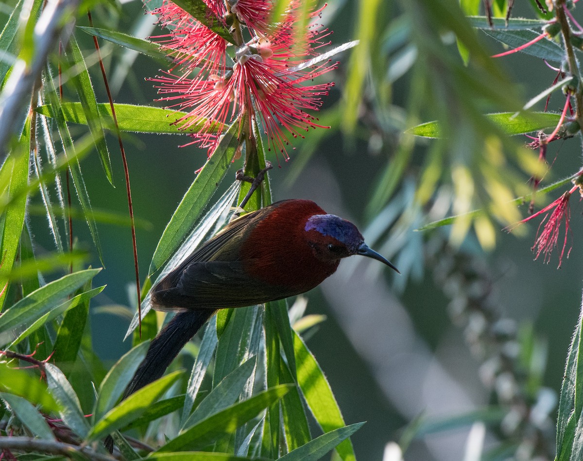 Mrs. Gould's Sunbird - jimmy Yao