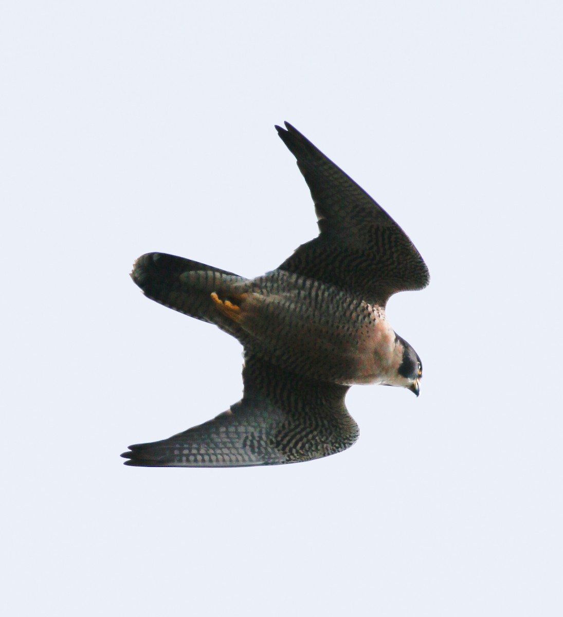 Peregrine Falcon - ML90225251