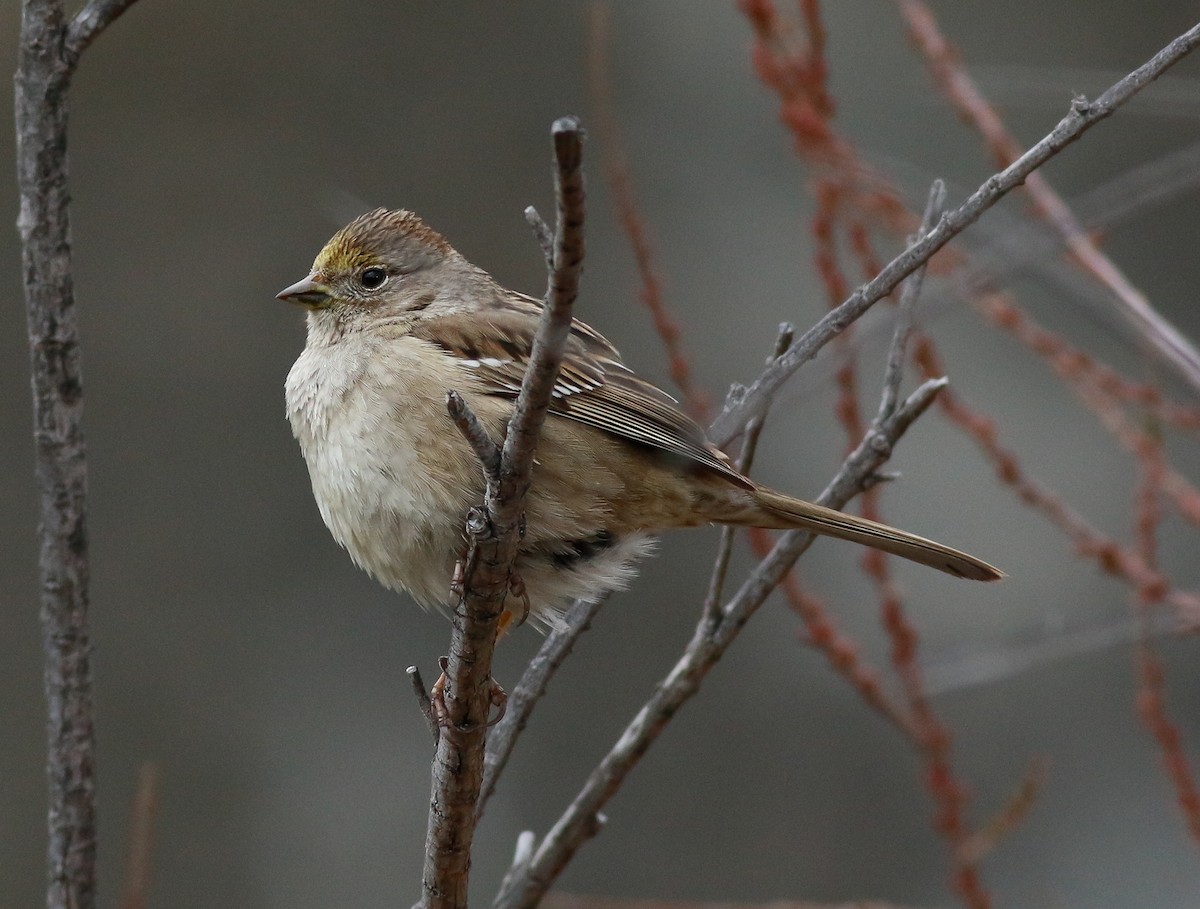 Golden-crowned Sparrow - ML90225781