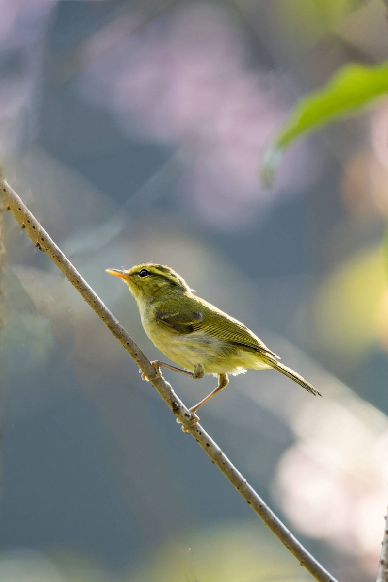 Kloss's Leaf Warbler - ML90225921