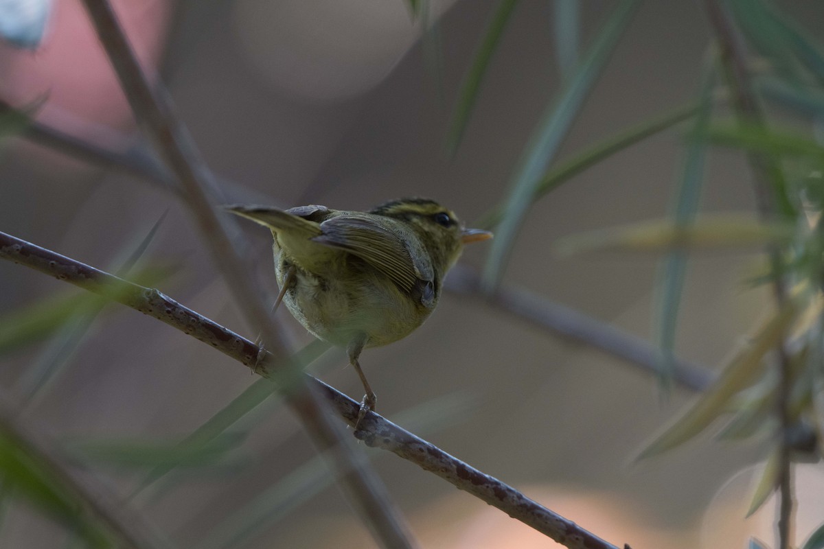 Kloss's Leaf Warbler - ML90225961