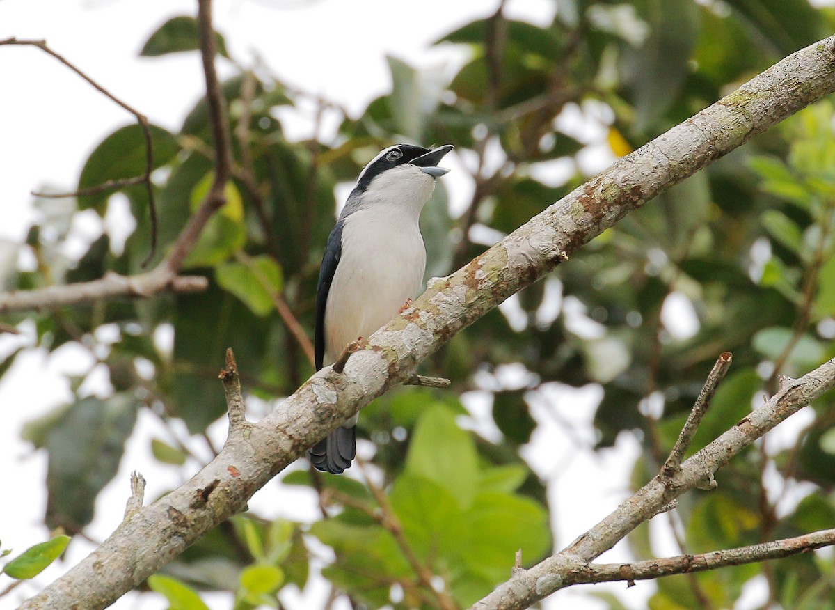 White-browed Shrike-Babbler - Neoh Hor Kee