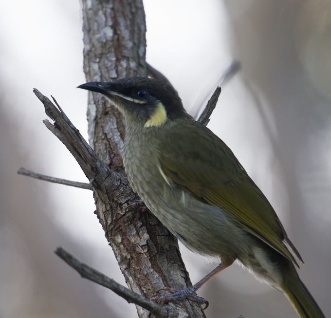 Lewin's Honeyeater - ML90227521