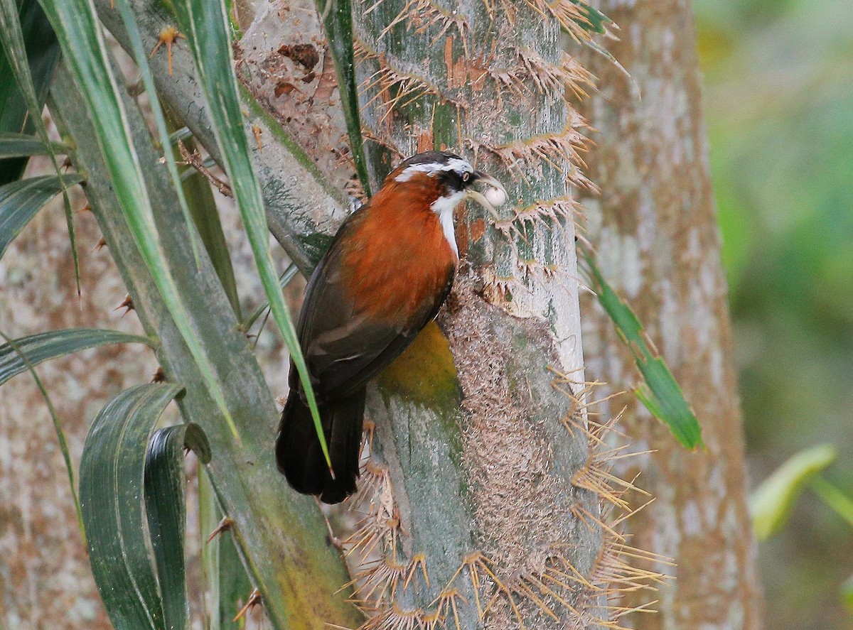 Sunda Scimitar-Babbler - Neoh Hor Kee