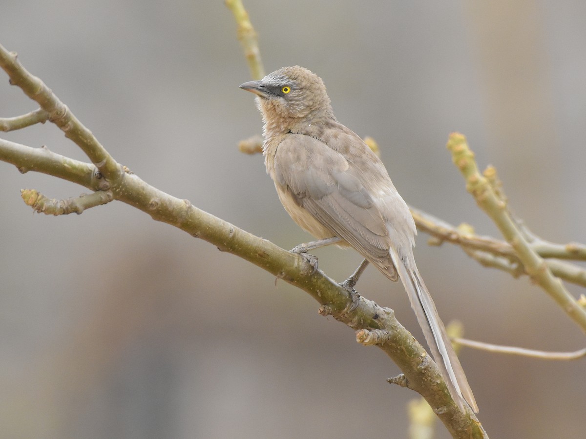 Large Gray Babbler - Mayur Gawas