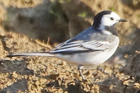 White Wagtail - Heiko Heerklotz