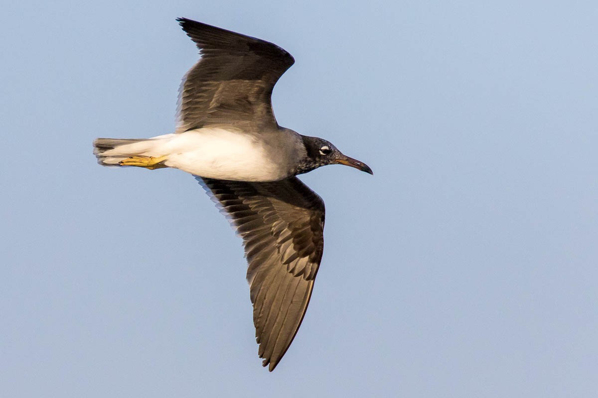 White-eyed Gull - Honza Grünwald