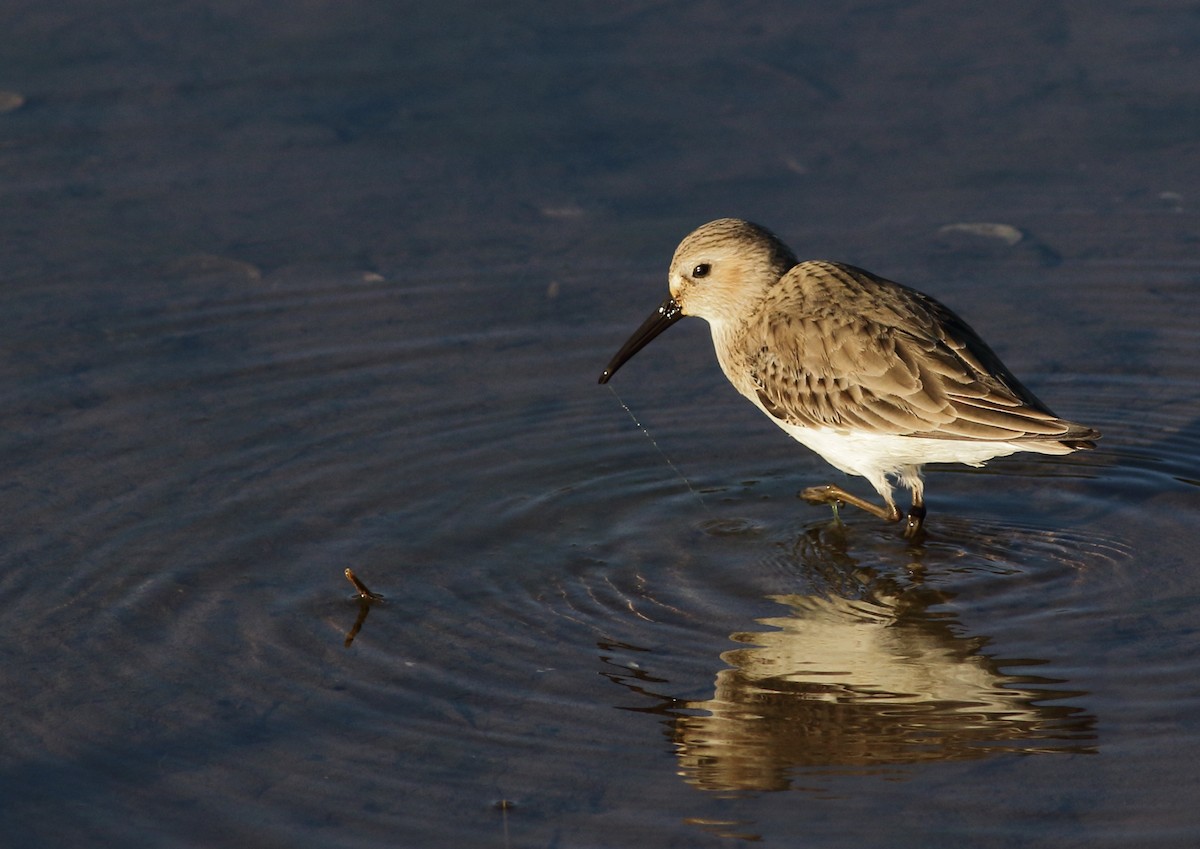 Alpenstrandläufer - ML90231141