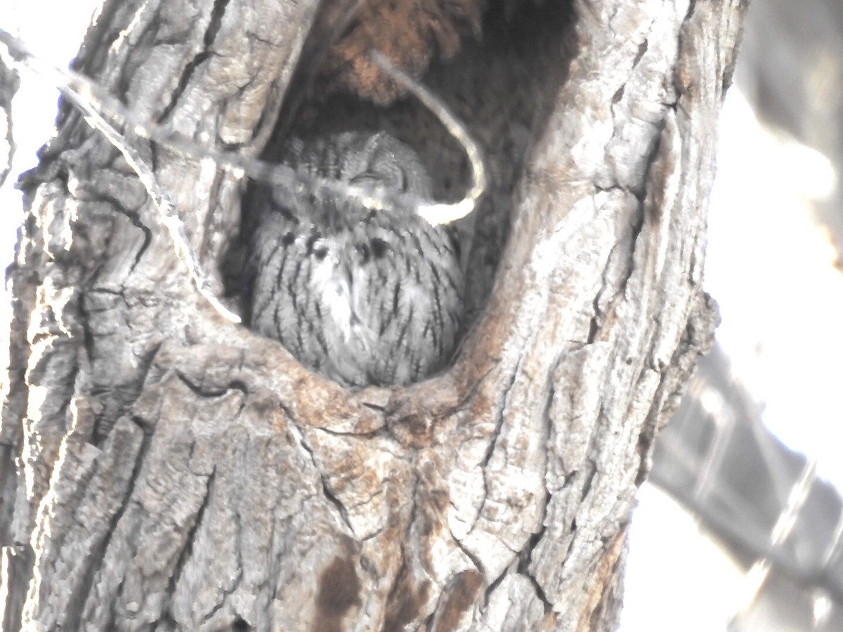 Western Screech-Owl - ML90231521