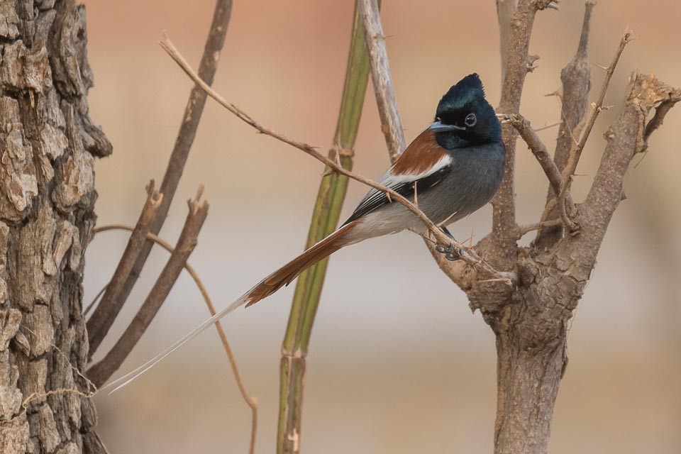 African Paradise-Flycatcher - ML90231651