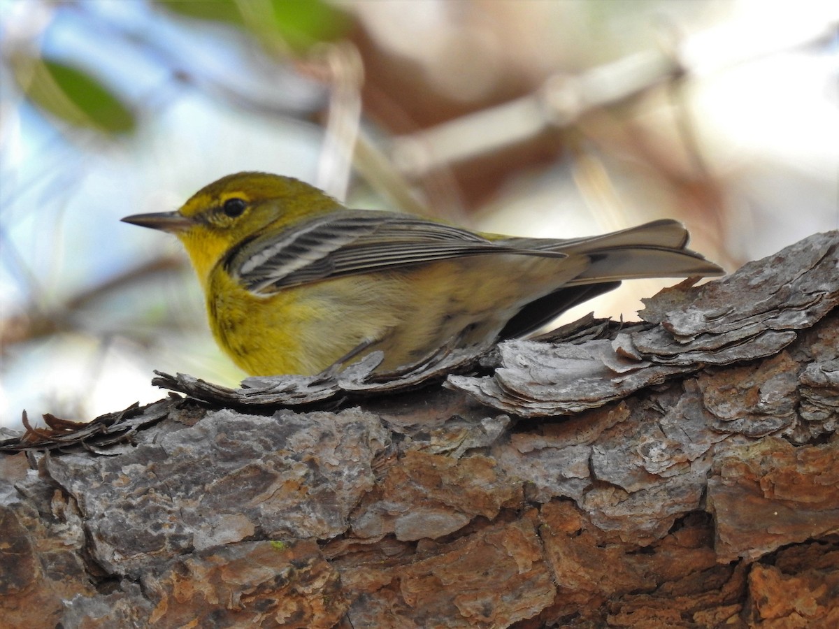 Pine Warbler - ML90232981