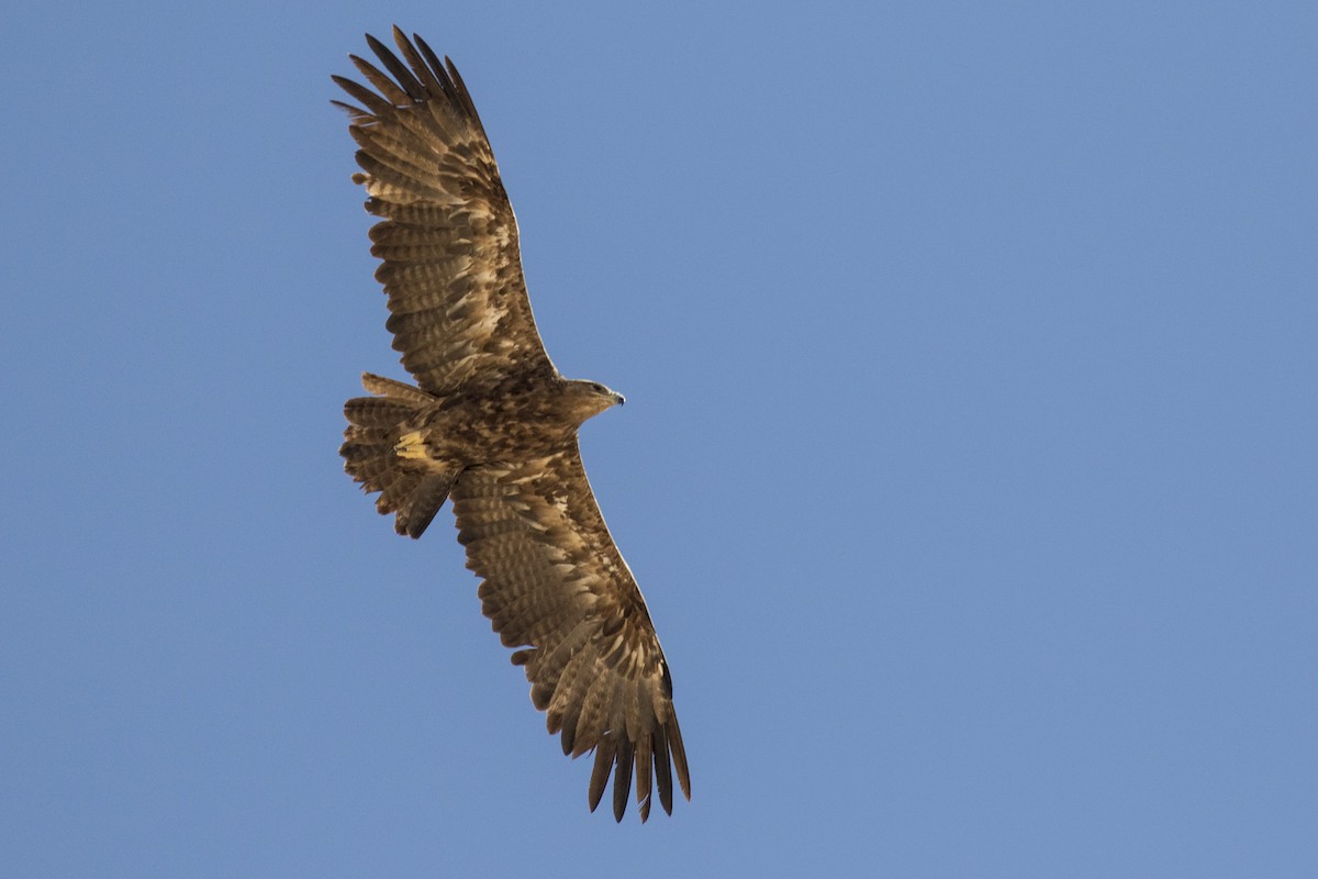 Steppe Eagle - Liron Gertsman