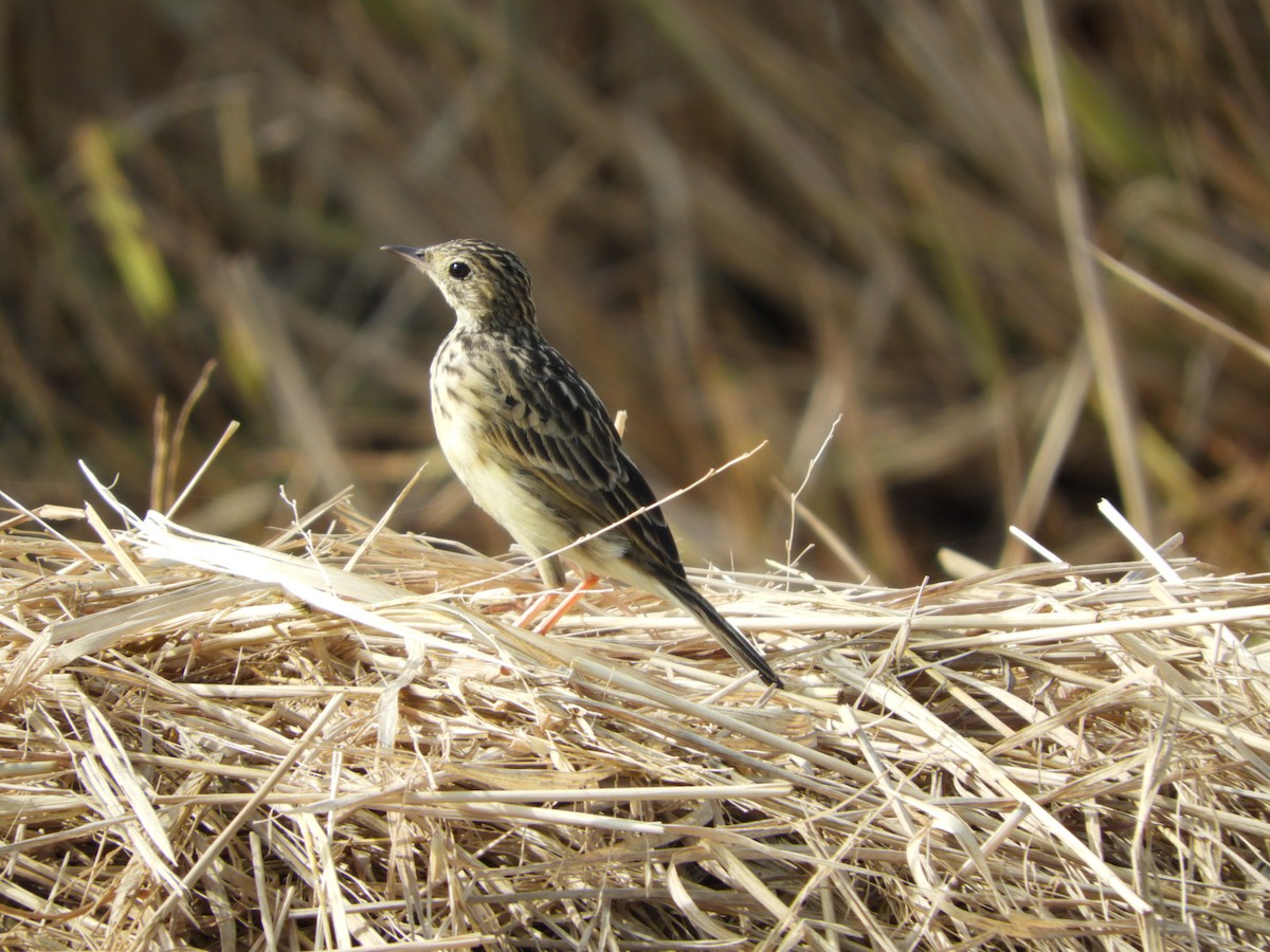 Pipit jaunâtre - ML90234621