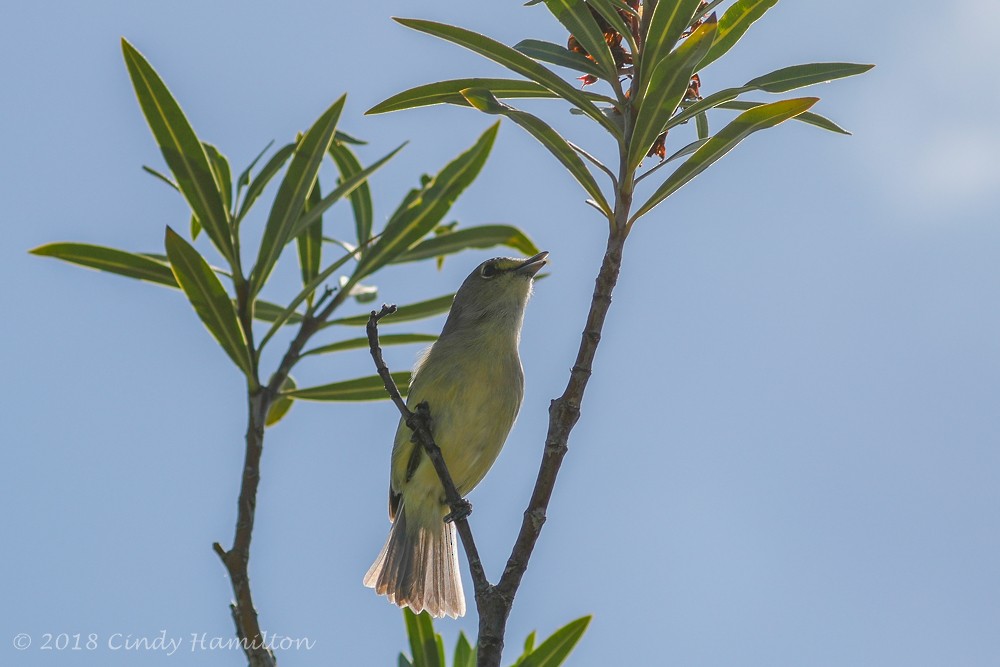 Thick-billed Vireo - Cindy Hamilton