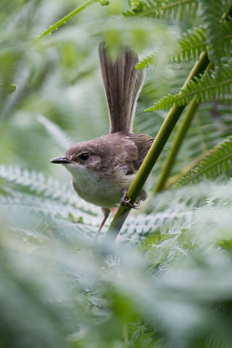 White-shouldered Fairywren - ML90235481