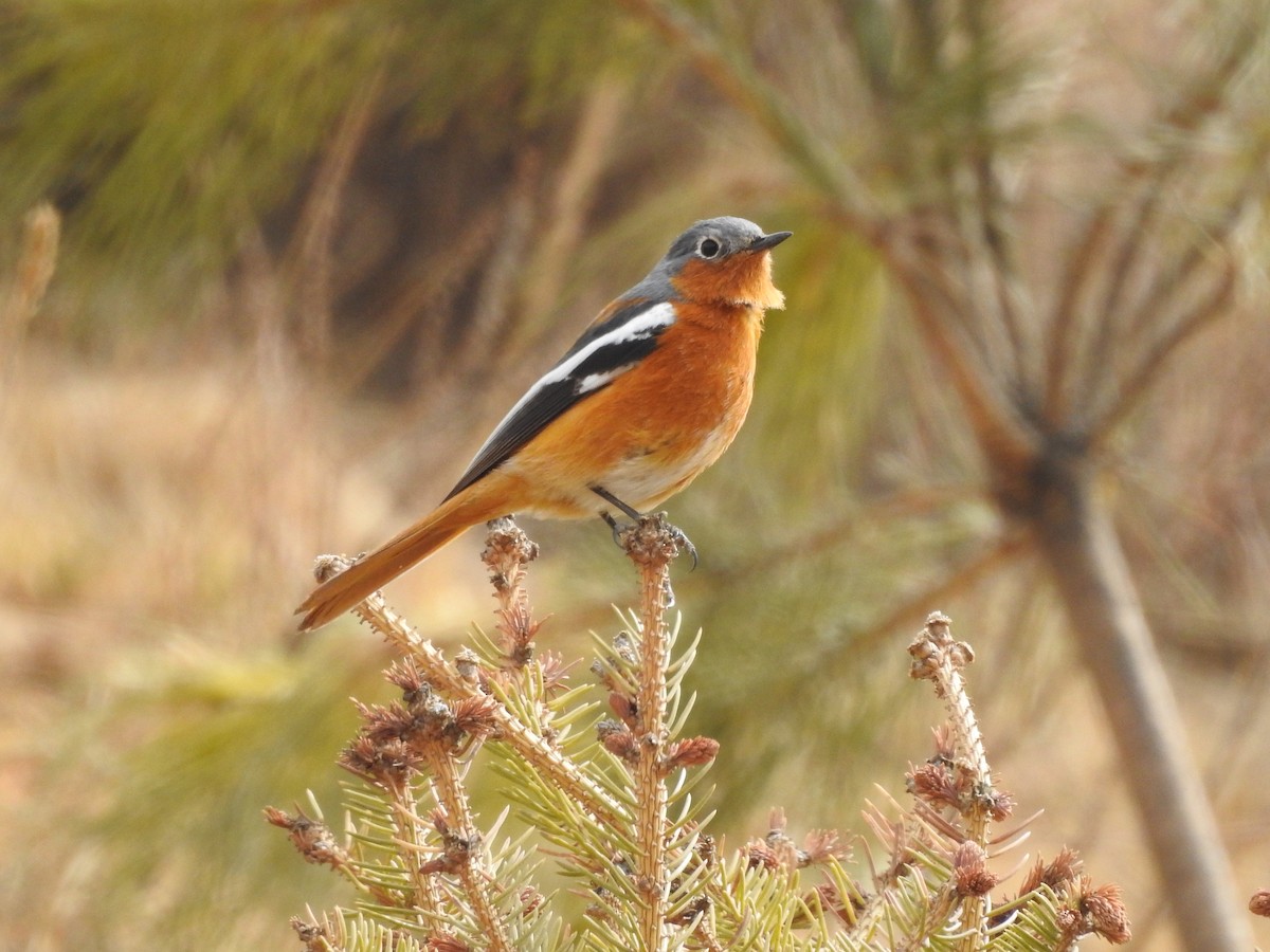Ala Shan Redstart - Philip Steiner