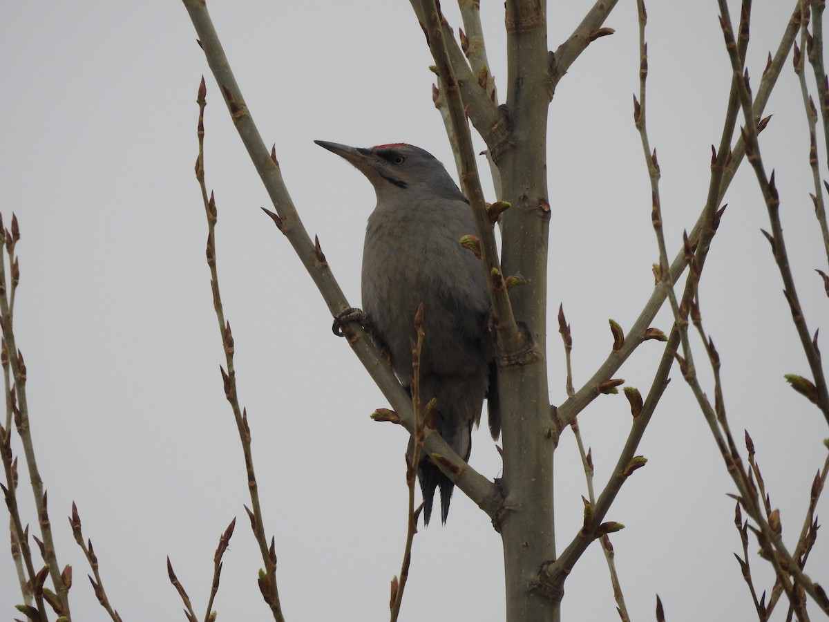 Gray-headed Woodpecker - ML90237431