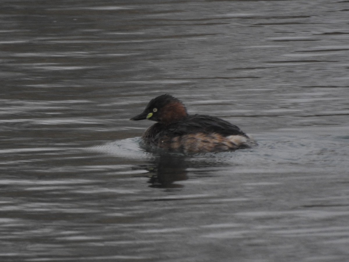 Little Grebe - ML90237981