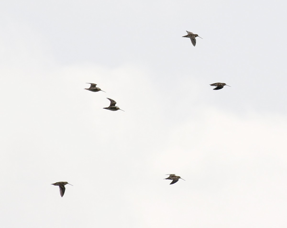 Wilson's Snipe - ML90238281