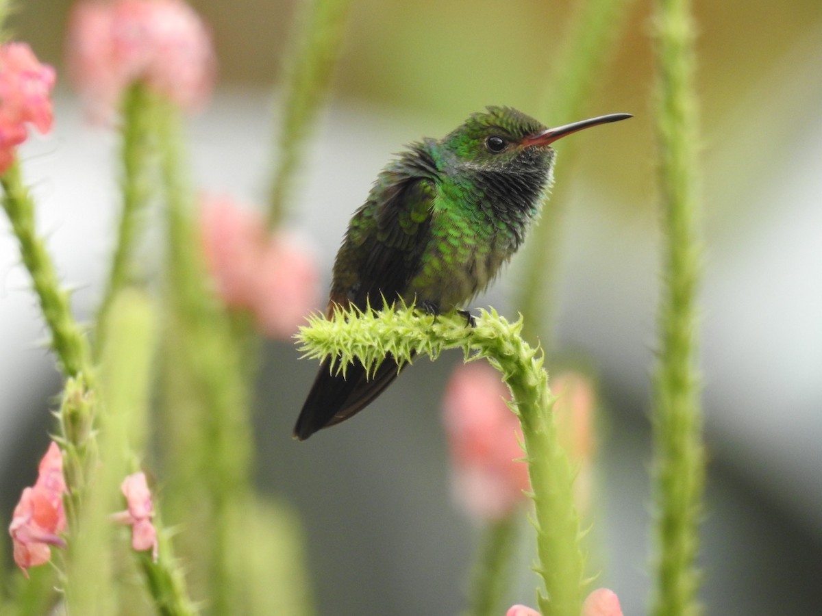 Rufous-tailed Hummingbird - ML90238501