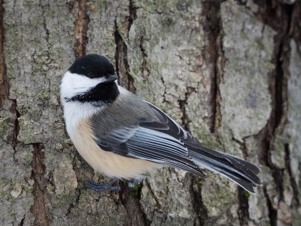 Black-capped Chickadee - ML90238761