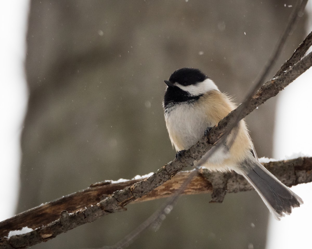 Black-capped Chickadee - ML90238791