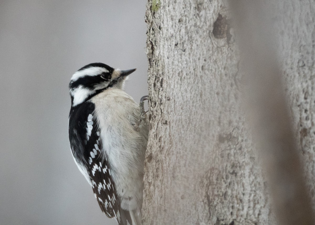 Downy Woodpecker - Jonathan Darsigny