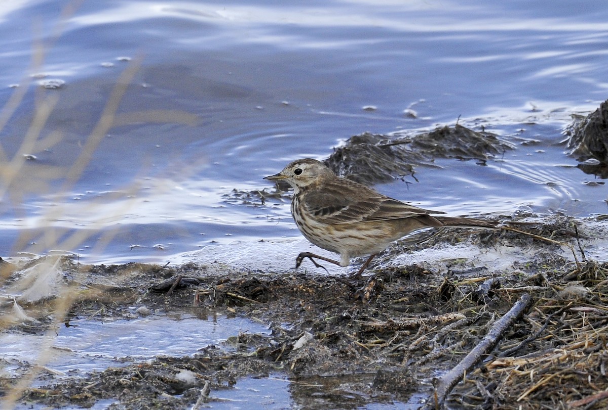 American Pipit - ML90239671