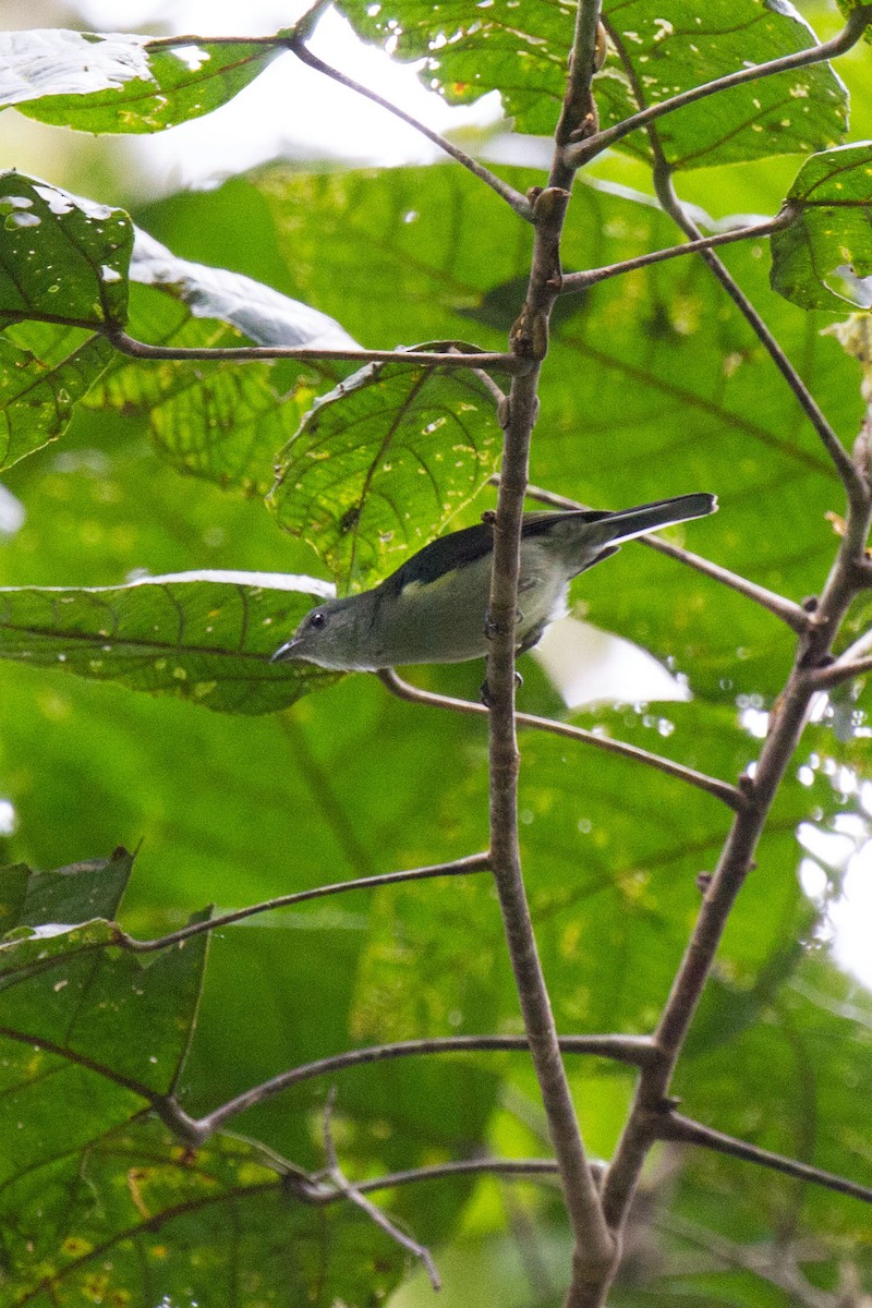 Mid-mountain Berrypecker - Kristof Zyskowski