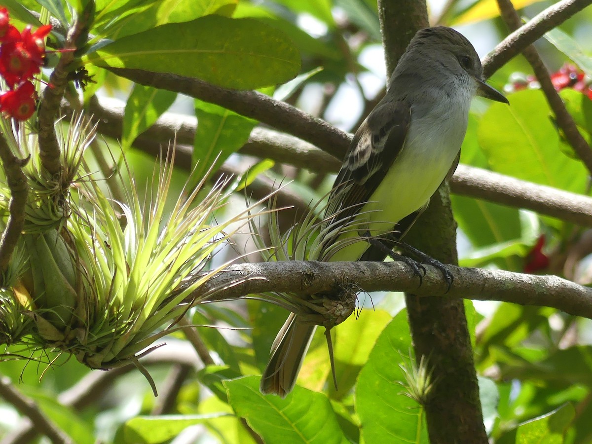 Grenada Flycatcher - ML90240641