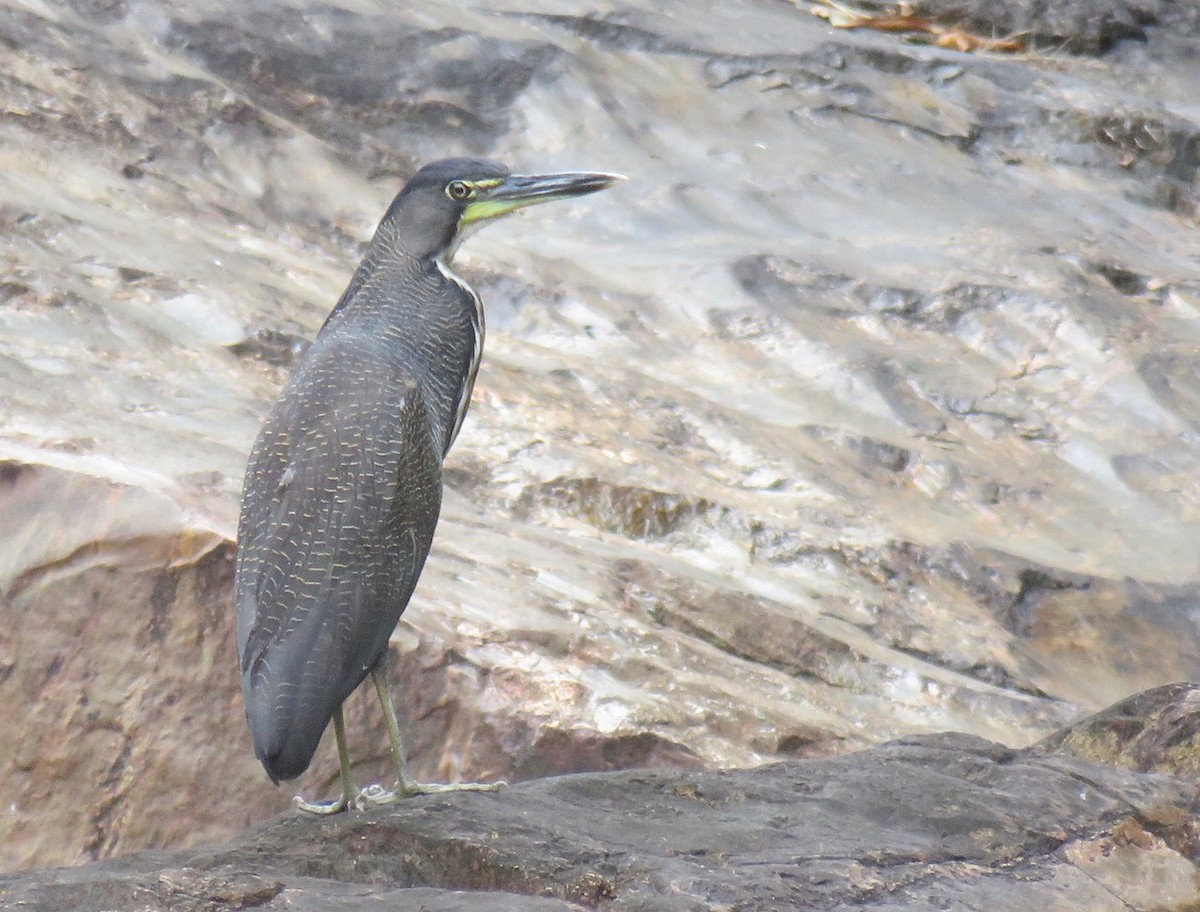 Fasciated Tiger-Heron - ML90240881