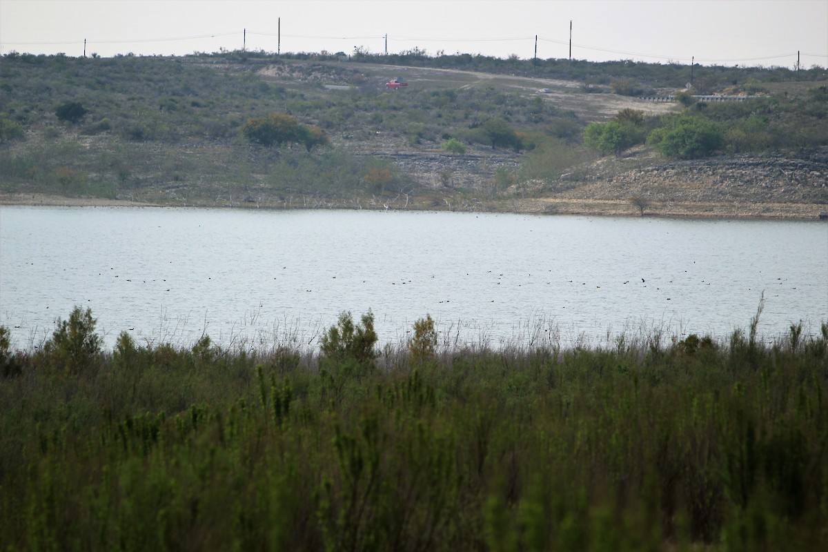 אגמית אמריקנית - ML90241381