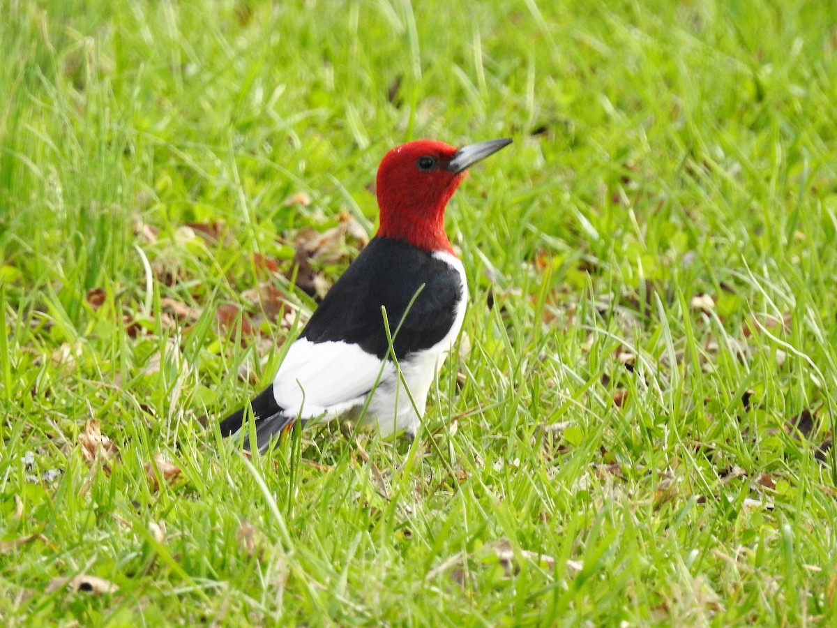 Red-headed Woodpecker - ML90242071