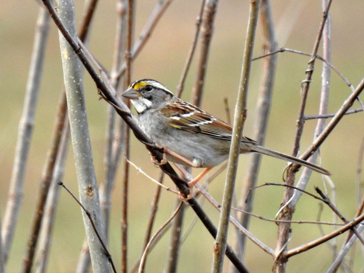 White-throated Sparrow - ML90242131