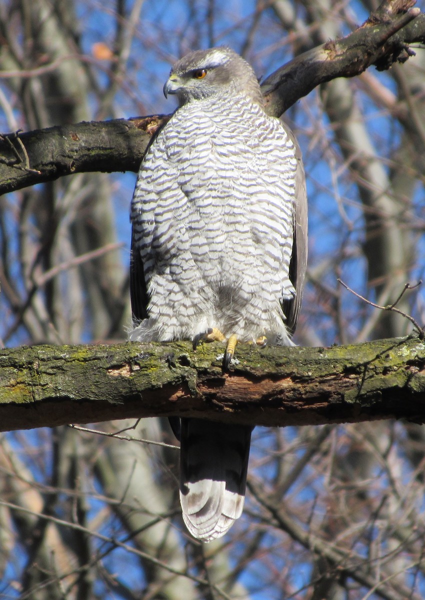 Eurasian Goshawk - ML90242231