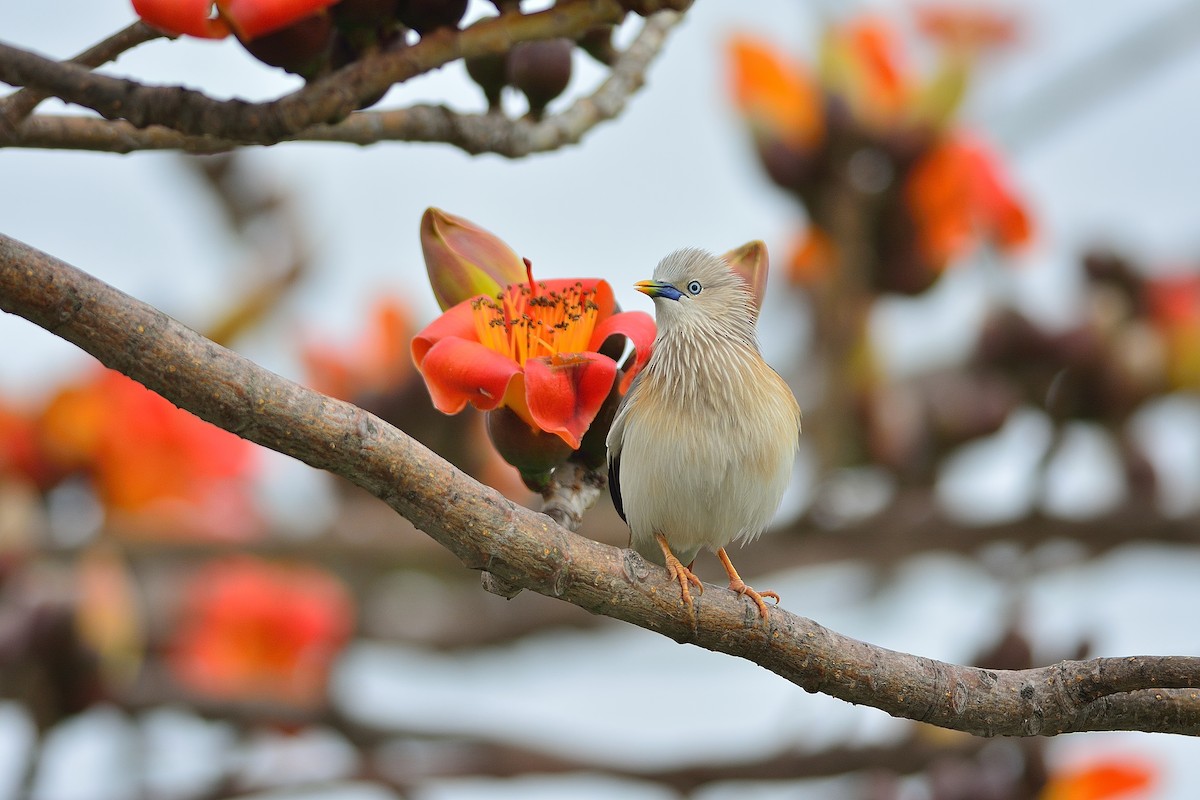 Chestnut-tailed Starling - ML90243841