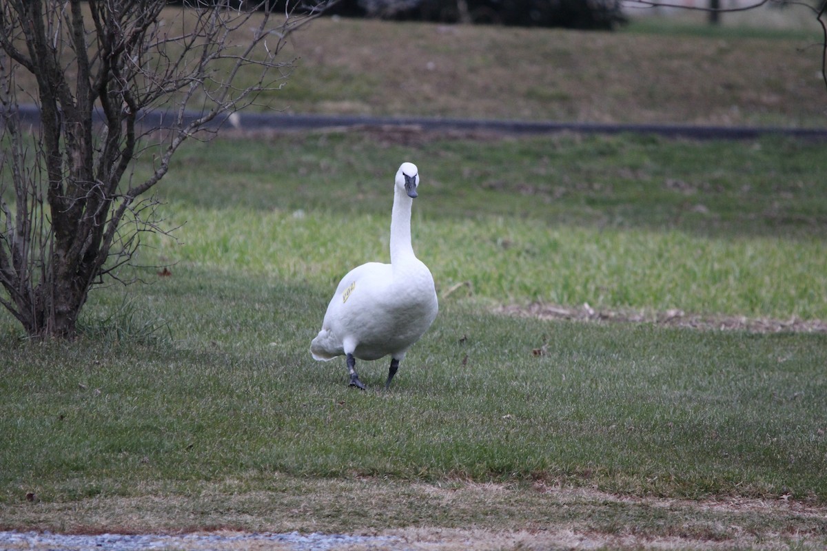 Trumpeter Swan - ML90248751