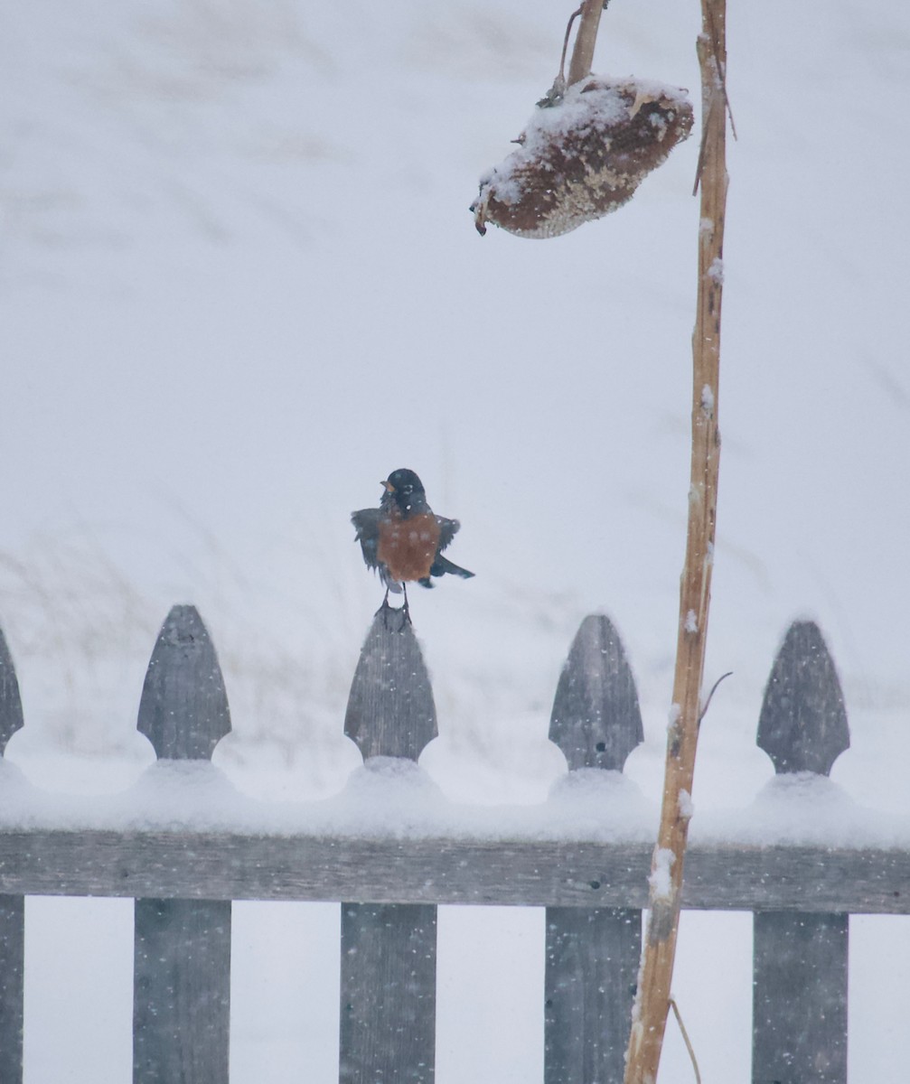 American Robin - ML90250091