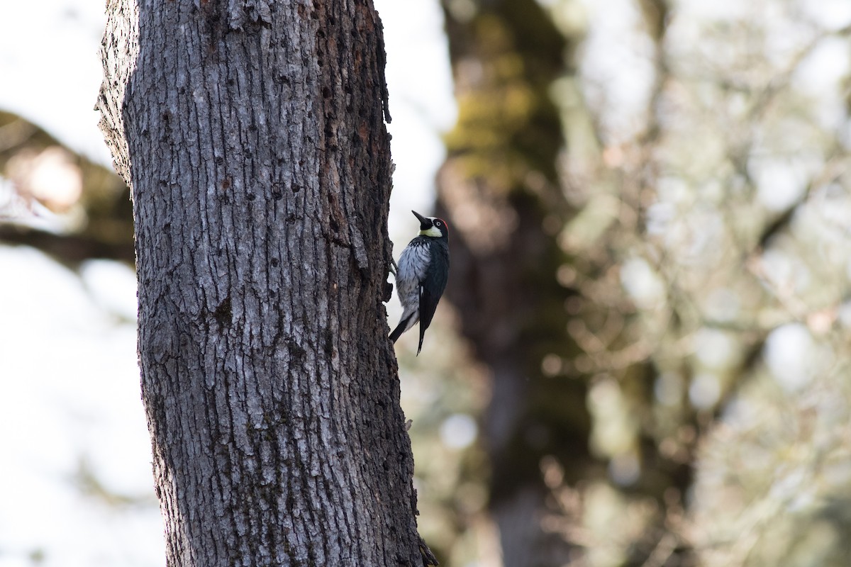 Acorn Woodpecker - ML90250441