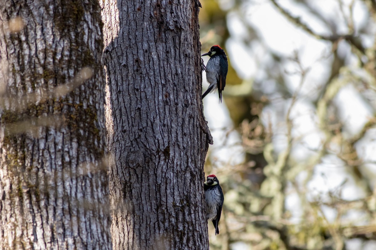 Acorn Woodpecker - ML90250451