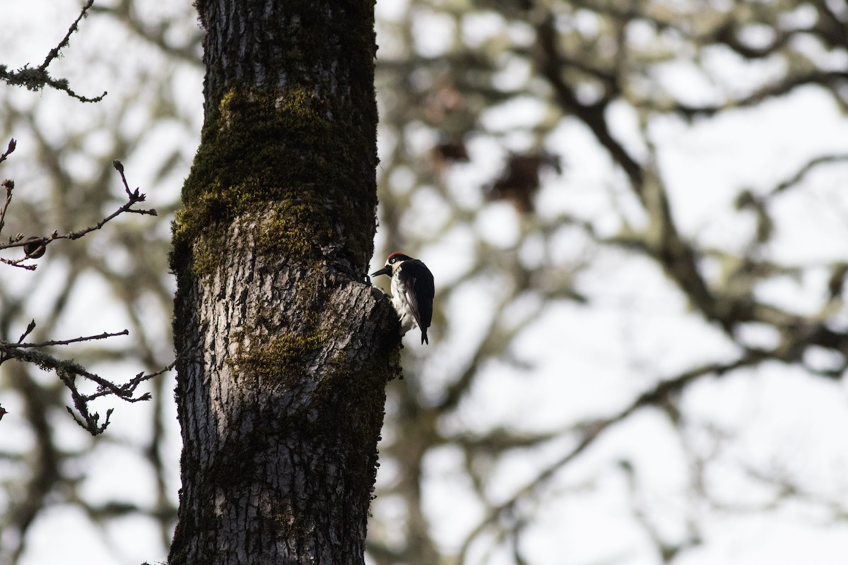 Acorn Woodpecker - ML90250461