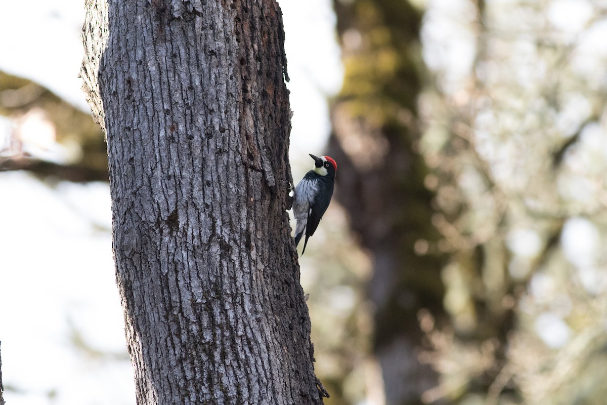 Acorn Woodpecker - ML90250471