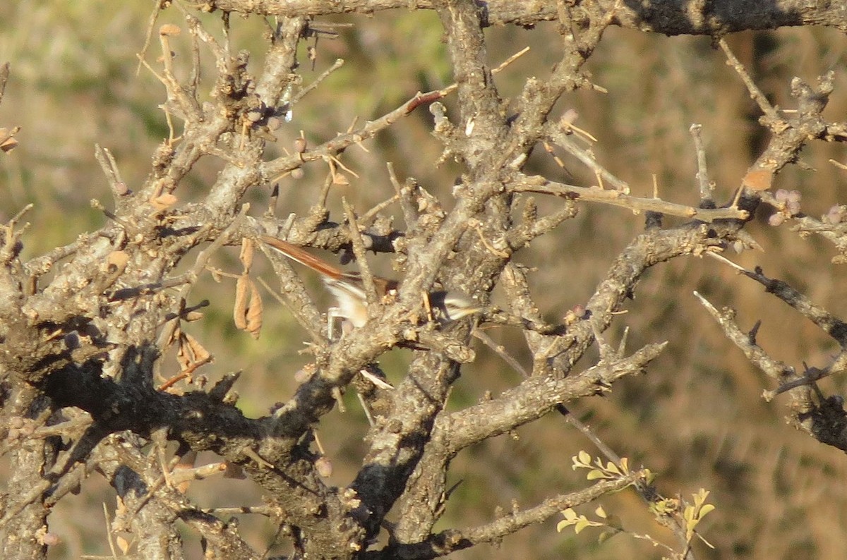 Red-backed Scrub-Robin (White-winged) - ML90251641