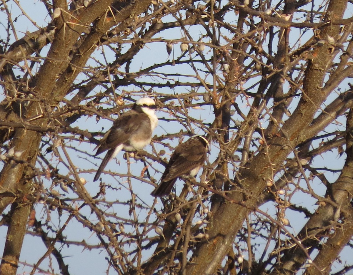 White-rumped Shrike - ML90251871